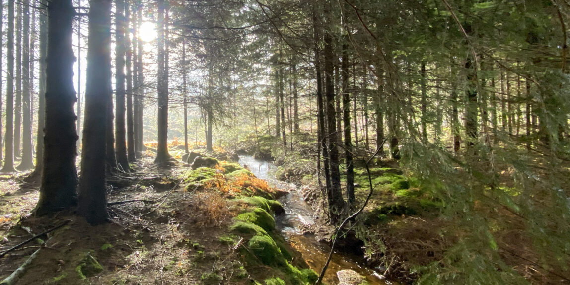 Un lever de soleil dans les Ardennes