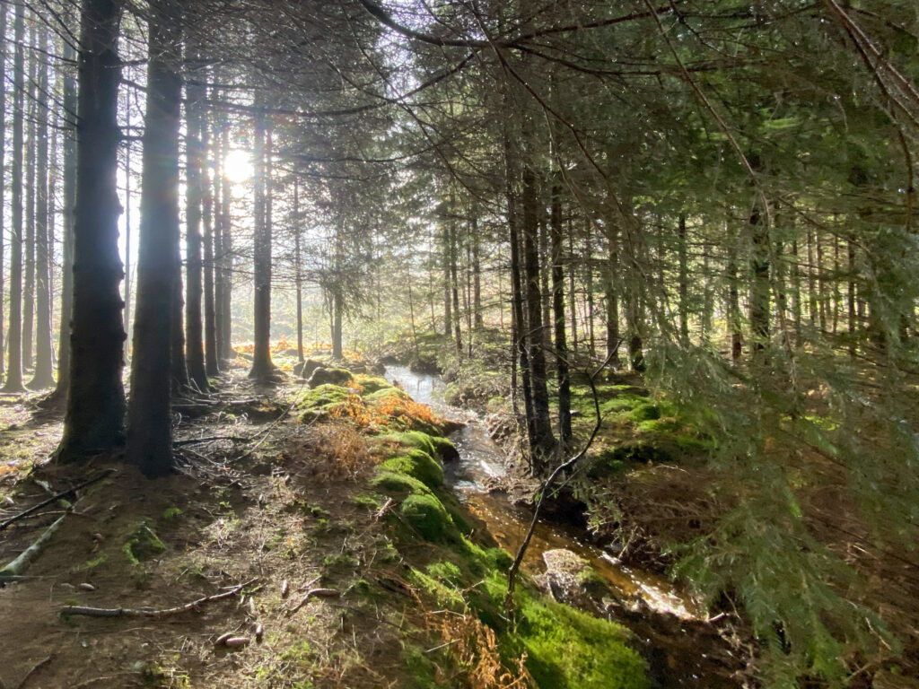 Un lever de soleil dans les Ardennes